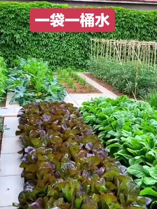 使用叶菜叶面肥,一袋一桶水,叶片油绿肥厚#农业种植 #青菜种植#种植小技巧#抖音助农#服务三农支持三农