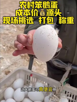 #农村创业养殖 #三农养殖 #新农人计划 #返乡创业青年 #笨鹅蛋 ,农村笨鹅蛋