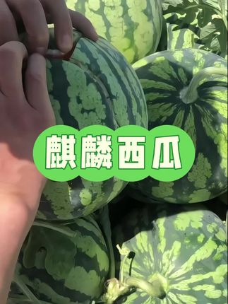 来炫一个冰糖麒麟瓜,皮薄汁水充盈,口感脆甜色泽鲜艳,一口下去满满的幸福。#麒麟瓜 #西瓜 #无籽西瓜#优质农产品 #大西瓜