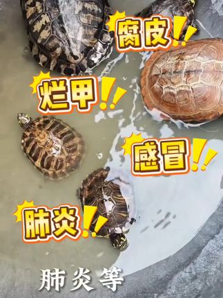 自来水养龟可行,但需解决氯气问题。困水可除氯,但麻烦且占地方。除氯剂可去除氯气和其他有害物质,使水质稳定,适合不想困水的自来水养龟者。#水族 #乌龟 #除氯 #新手养龟 #养龟日常