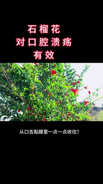 石榴花对口腔溃疡有用你知道怎么用吗#石榴花 #农村 #农村生活 #农村日常 #农村日常生活