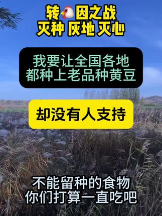 我们家在大山里种的老品种黑脐黄豆,农家肥种植不打农药,可发芽可留种,有人喜欢吗#黄豆 #振兴乡村 #农村生活