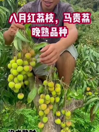 39392701930#三农 #助农在行动 #抖音扶农助农 #农业种植 #果树苗