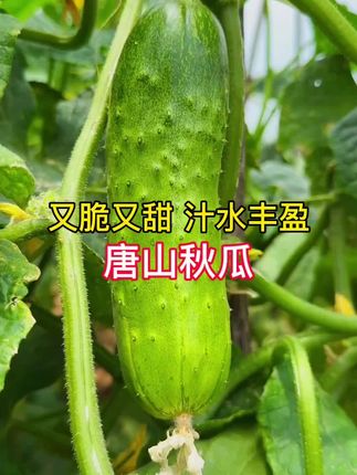 唐山秋瓜种子 种植秋黄瓜首选,甜脆爽口 ,特别好吃!#阳台小院均可种植 ,种子就在小黄车!#强烈推荐 #自己种菜 #黄瓜种植 #唐山秋瓜种子 @抖音小助手 @抖音创作小助手