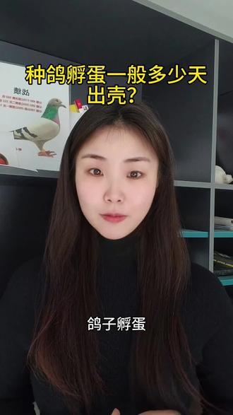 种鸽孵蛋一般多少天出壳?#赛鸽#养鸽#信鸽