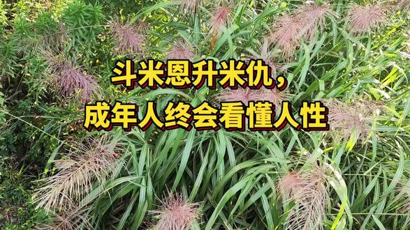 斗米恩升米仇,成年人终会看懂人性 现在社会功利性太强,人性摊得明明白白。斗米恩,升米仇,用人朝前、不用人朝后的人随处可见。
大家栽的跟头、吃的人情亏实在太多,认知都提上来了,长了记性,慢慢都学会了自保。#人际交往 #人际关系 #人性 #社会观察 #认知