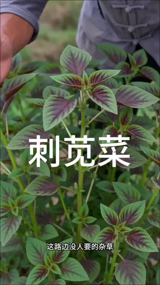 别当杂草踩!农村全靠这根汤,横扫湿热体质! #农村美食 #祛湿汤 #刺苋 #野菜吃法 #广东靓汤