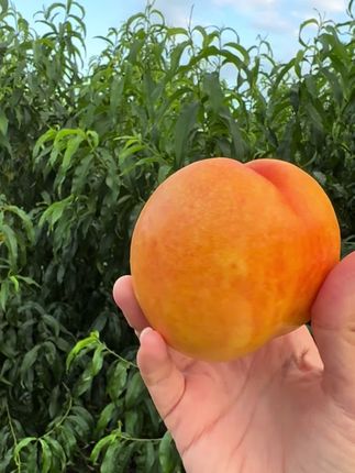东北山顶大黄油蜜桃