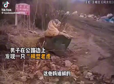 我也以为是假老虎,哈哈!!#老虎 #动物世界 #抖音创作者中心