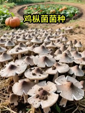 鸡枞菌菌种 挖到宝了!人工鸡枞菌菌种也太适合家庭种植了吧!🙌 不用翻山越岭找野生的,在家就能实现鸡枞自由~菌种包超省心,拆开铺在花盆里,喷点水保持湿润,放在散光处就行,新手也能轻松上手! 种下不要多久,白白嫩嫩的鸡枞就冒出来啦,一簇簇胖乎乎的,自带清香~摘下来洗干净,煲汤、爆炒都绝了!鲜掉眉毛的那种,比超市买的新鲜太多! 关键是能反复采收好几次,性价比拉满~看着自己种的鸡枞慢慢长大,成就感爆棚!爱吃鸡枞的姐妹赶紧试试,实现从菌包到餐桌的快乐,真的超简单!😋 #菌子的季节 #鸡枞菌菌种 #鸡枞菌 #菌种 #优质农产品