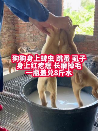 #养狗人 #养狗经验分享 #科学养宠攻略 #狗狗 #创作灵感