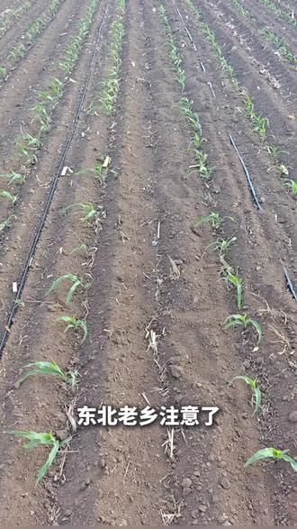 玉米干旱及时补营养,助力丰收#新农人种地 #三农 #种植小技巧 #玉米干旱