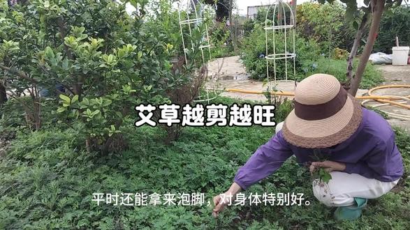 艾草越剪越旺,几根枝条扦插变一大片#乐田园 #艾草种植 #艾草扦插 #阳台种菜 #田园生活