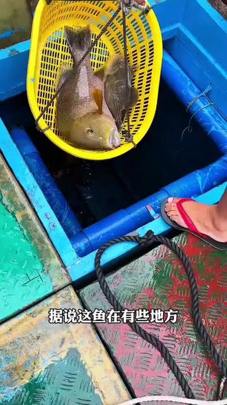 #鱼 #海鱼 #石斑鱼 #鲷鱼 科普一下海洋多种罕见的鲷鱼,石斑鱼。位于我国南沙群岛西沙群岛有着丰富的海产资源,难得一见。
