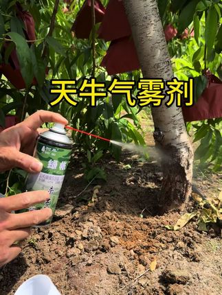 #天牛克星 #天牛 #天牛防治 #天牛幼虫