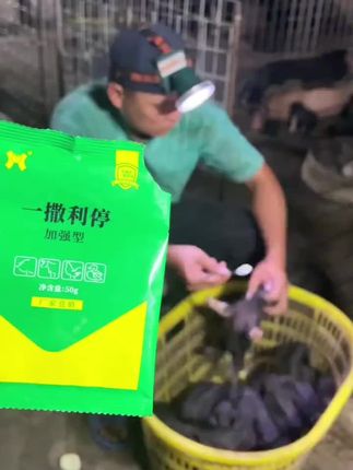 小梁说,让我悄咪咪的走进去猪圈,静悄悄的撒上《一撒利停》。#养猪人加油干 #养猪人 #养猪人不容易 #养猪专业户 #自繁自养母猪