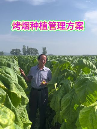 倍尔增防灵烯羟硫酸铜示范户烟叶长势#烤烟 #烤烟种植技术与管理 #烤烟病毒病 #倍尔农化 #倍尔增防灵 @倍尔农化企业店