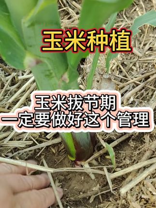 玉米拔节期一定要注意这个管理#玉米 #玉米种植#玉米金大棒