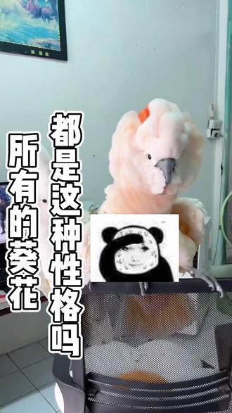 所有的葵花都是这种性格吗 #鹦鹉 #葵花鹦鹉 #鹦鹉鹦鹉萌萌哒逗鹦鹉 #萌宠 #鹦鹉日常
