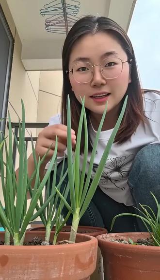 为什么种葱不能浇水#种葱种大蒜 #养葱 #种植小技巧