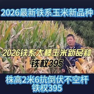 2026年最新大棒玉米新品种,铁系玉米产量高,铁权395 2026年最新大棒玉米新品种,铁系玉米产量高,铁权395#高产玉米品种 #种业 #心系三农服务三农