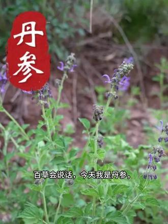 本期介绍--丹参,内容仅科普,请勿效仿 #有认识这种植物的吗 #创作者中心 #创作灵感 #传承中医文化 #丹参