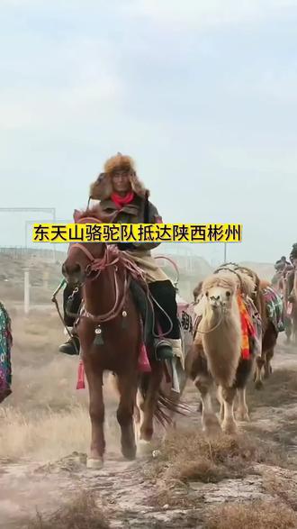 东天山骆驼队重走丝绸之路,抵达陕西彬州,驼铃声声,梦回千年。
