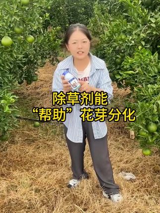 铁线草、麦冬草、水花生就用劲割!除草减湿有利于花芽分化!#劲割#花芽分化 #柑橘种植
