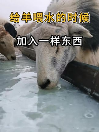 #三农#养殖#新手养羊#自繁自养#养殖技术