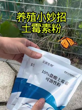 #养鸡#鸡鸭鹅养殖#三农#养鸡小妙招#科学养殖