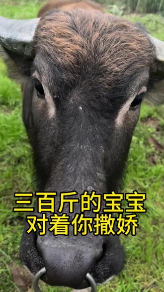 一个月没看到我了,三百多斤的宝宝撒娇#水牛