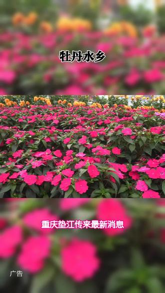 你是否也有过春日踏青的期待?垫江黄沙镇牡丹水乡春游季开启,单人赏花含烟花秀,通票畅玩过山车等项目,亲子乐园也超赞!#重庆赏花好去处@DOU+上热门@DOU+小助手@牡丹水乡@巨量引擎小助手#亲子游#旅行推荐官#户外#风景如画的地方