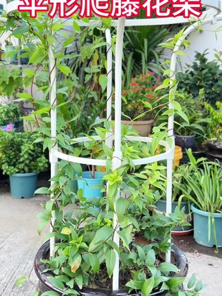 这个伞形的爬藤花架,花园里的铁线莲、藤本月季、风车茉莉、三角梅等都可以用这个爬藤花架来造型#花架 #花卉绿植#爱生活爱养花