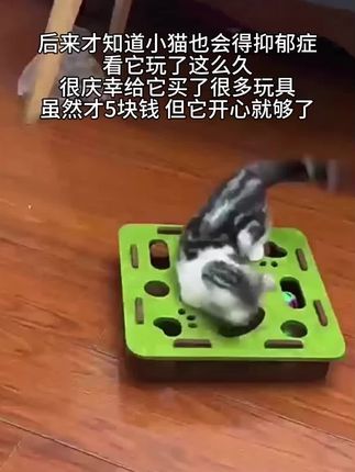 #萌宠 #萌猫 #宠物玩具 虽然5块钱 但给它带来了开心!