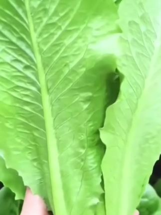 #种植简单又好吃#在家种菜 #我的田园生活