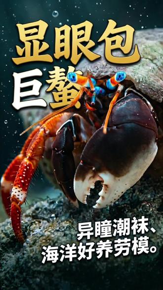 🍊 ̖́- ᐝ 光鳌硬壳寄居蟹,蓝眼橙腿白钳~堪称“海底液压钳战神”!#寄居蟹 #寄居蟹的生活 #海水鱼 #海缸 #海缸日记