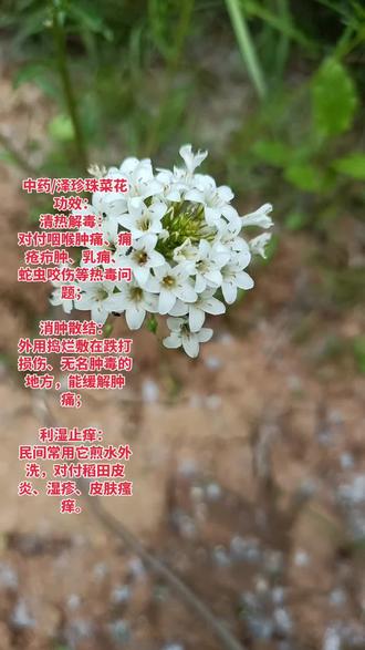 时间分水岭,在于个人行#中药材 #观察人间 #乐趣生活