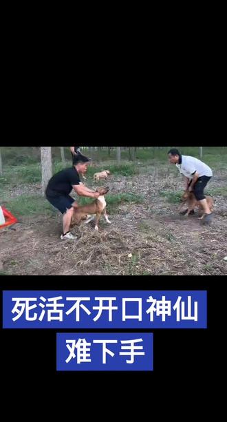 #比特犬 不开口咋办在线等挺急的