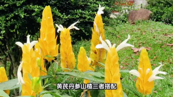 黄芪 丹参 山楂三味草本护身心,益气化瘀助消化,日常一杯,轻松养生