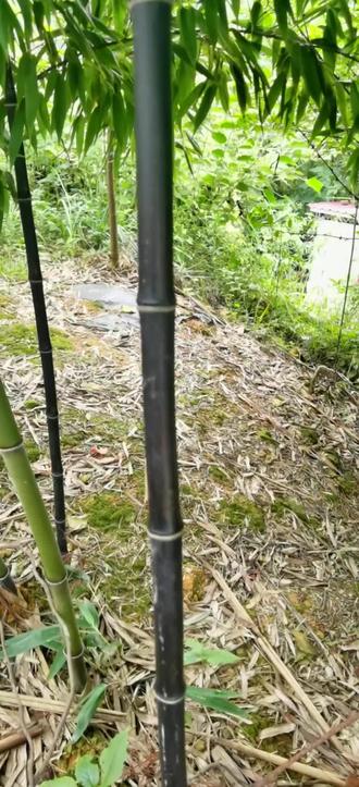 黑色的竹子,你见过吗?用它做鱼竿乍样?#竹子