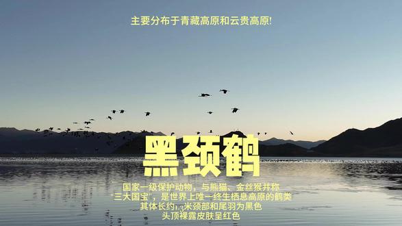 候鸟南游,天空作绸挥翅写春秋。孤鹤信步闲游,素衣胜雪映日温柔 黑颈鹤是国家一级保护动物,与熊猫、金丝猴并称“三大国宝”,是世界上唯一终生栖息高原的鹤类,最高飞行高度可达10000米。其体长约1.3米,颈部和尾羽为黑色,头顶裸露皮肤呈红色,外形优雅。主要分布于青藏高原和云贵高原。#旅行推荐官 #旅行vlog #地球另一边