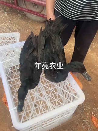 刚开产的大黑鸭,有没有喜欢的?#自繁自养 #支持全国发货 #正宗莆田黑鸭