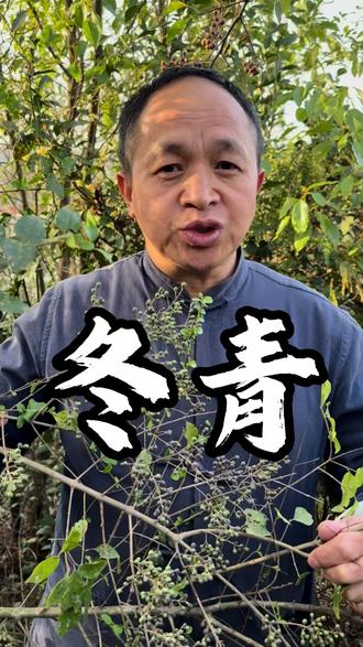 现在很多的年轻人,头发白的比父母还快,怎么办? #野生药材#农村生活#你家乡有这种植物吗