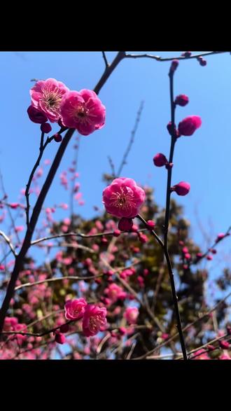 植物园梅花盛开#春已至花已开