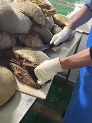 抢疯了!抢疯了!!新鲜毛肚底板丝这个价到手5斤!#超便宜超划算 #毛肚底板丝 #毛肚 #口感特别好 #好吃到停不下来
