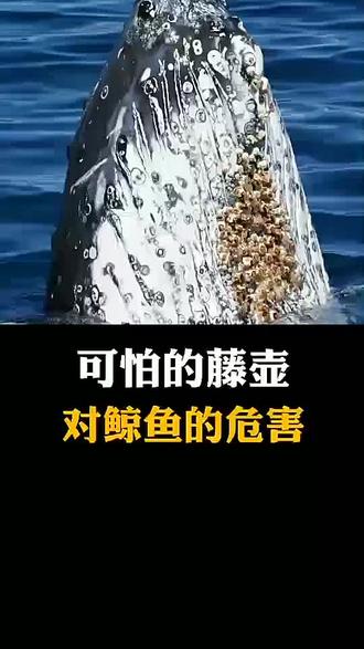 藤壶为何成为噩鲸鱼的梦?揭秘海洋寄生虫恐怖真相!