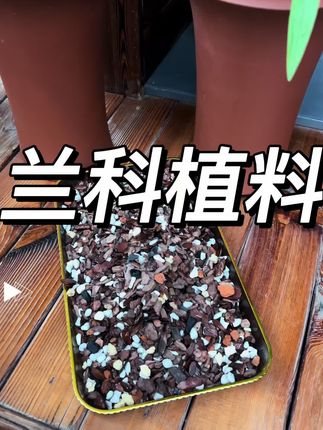 养好兰花先选料!六合一配方植料,让兰花根系拥有舒适生长环境