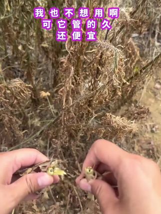 #三农#农业种植 #精草铵膦铵盐 #果园茶园荒地