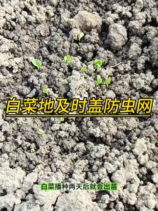 白菜出苗了,也要开始防虫了#白菜#防虫网
