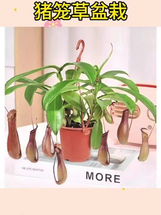 #猪笼草盆栽 #盆栽植物 #绿植盆栽 猪笼草盆栽热带阳台绿植食虫草驱蚊驱虫绿植趣味夏日庭院植物捕虫#猪笼草 #盆栽绿植